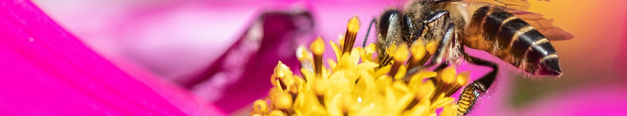 macro image bee collecting pollen from flower