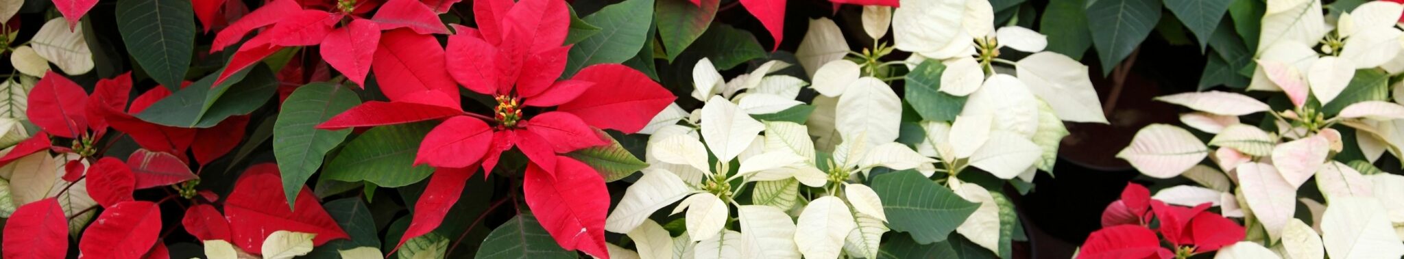 group with lots of poinsettias red and white christmas flowers group with lots of poinsettias red and white christmas flowers