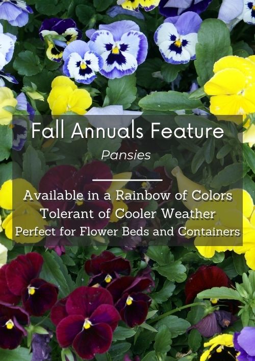 variety of cool weather pansies grouped together
