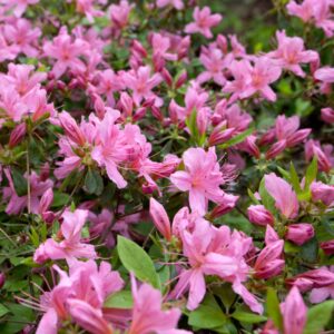 Flowering Shrubs