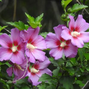 Flowering Shrubs