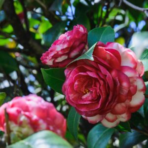 Flowering Shrubs