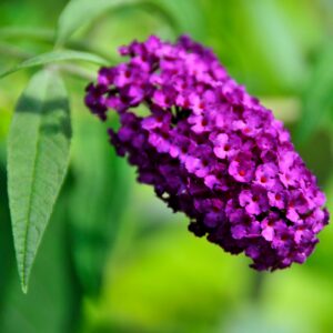 Flowering Shrubs