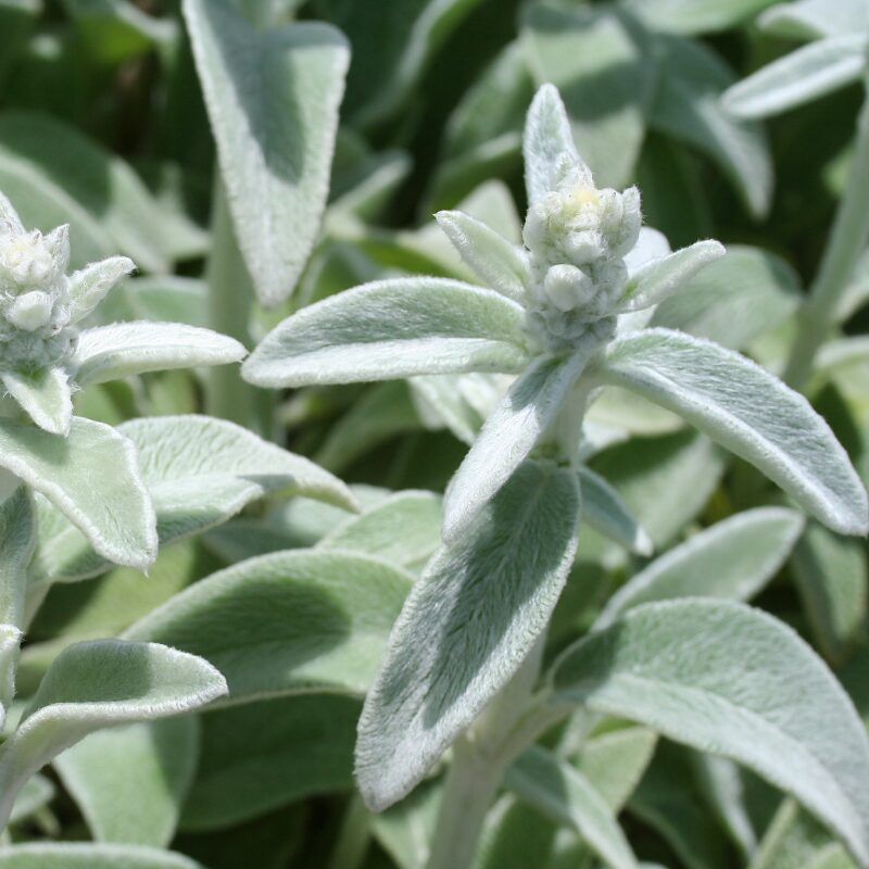 SunPerennials