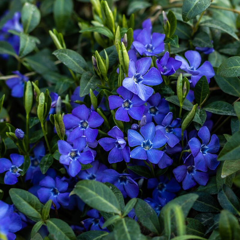 SunPerennials