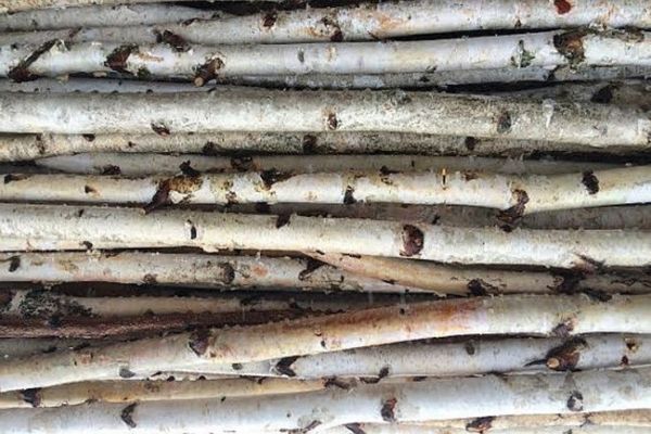 pile of long white birch poles for christmas decorations