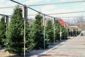 live evergreen Christmas trees in a row at Patuxent Nursery live evergreen Christmas trees in a row at Patuxent Nursery