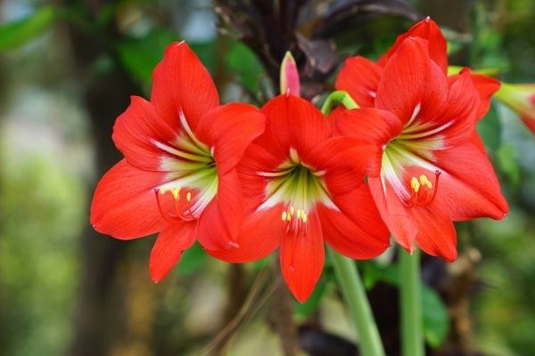 amaryllis - holiday flowers - Patuxent Nursery amaryllis - holiday flowers - Patuxent Nursery