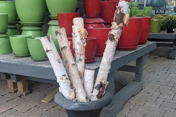 white birch poles in planter for decorations