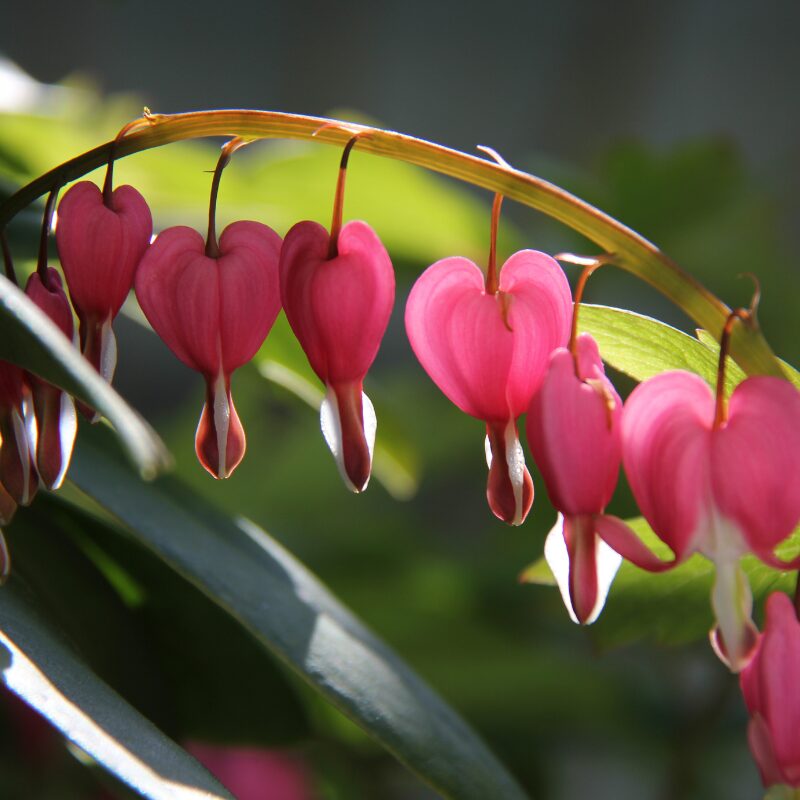 ShadePerennials