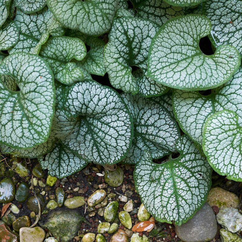 ShadePerennials