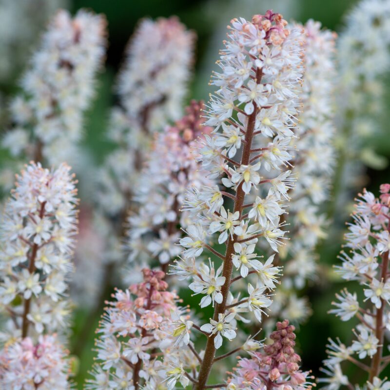 ShadePerennials