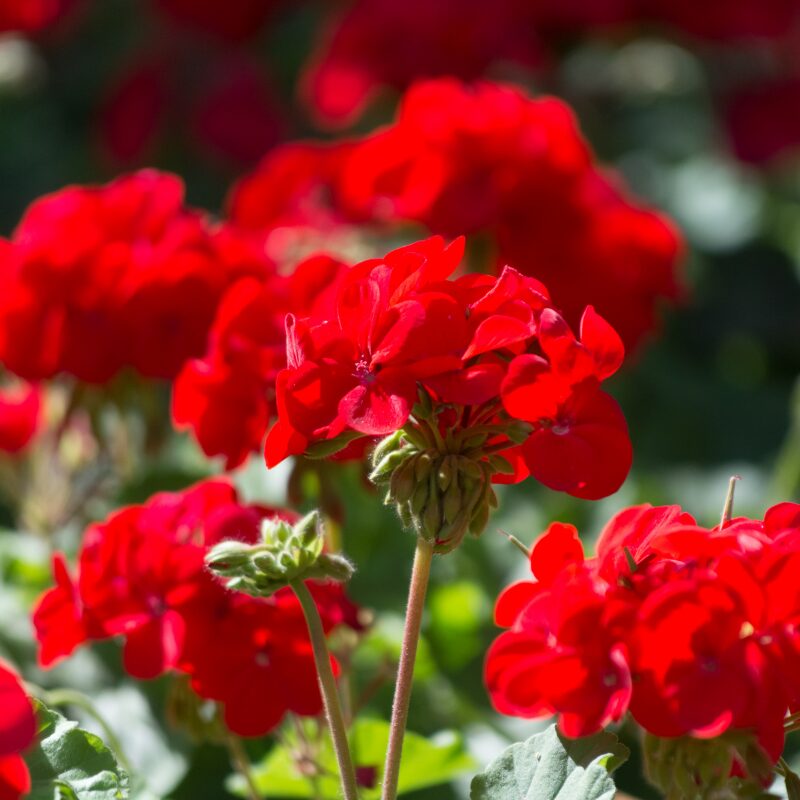 Spring Annuals for Sale in Bowie, MD | Patuxent Nursery