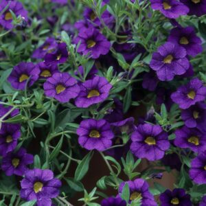 SpringAnnuals