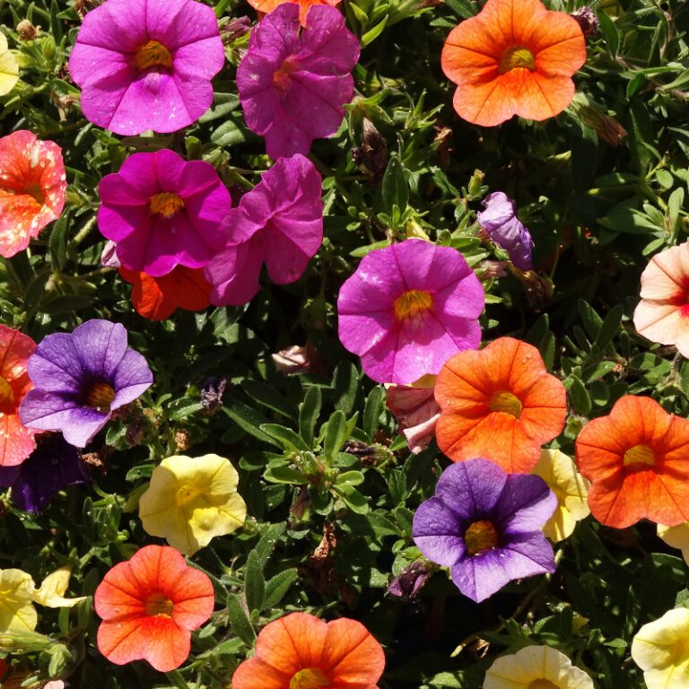 Spring Annuals for Sale in Bowie, MD Patuxent Nursery