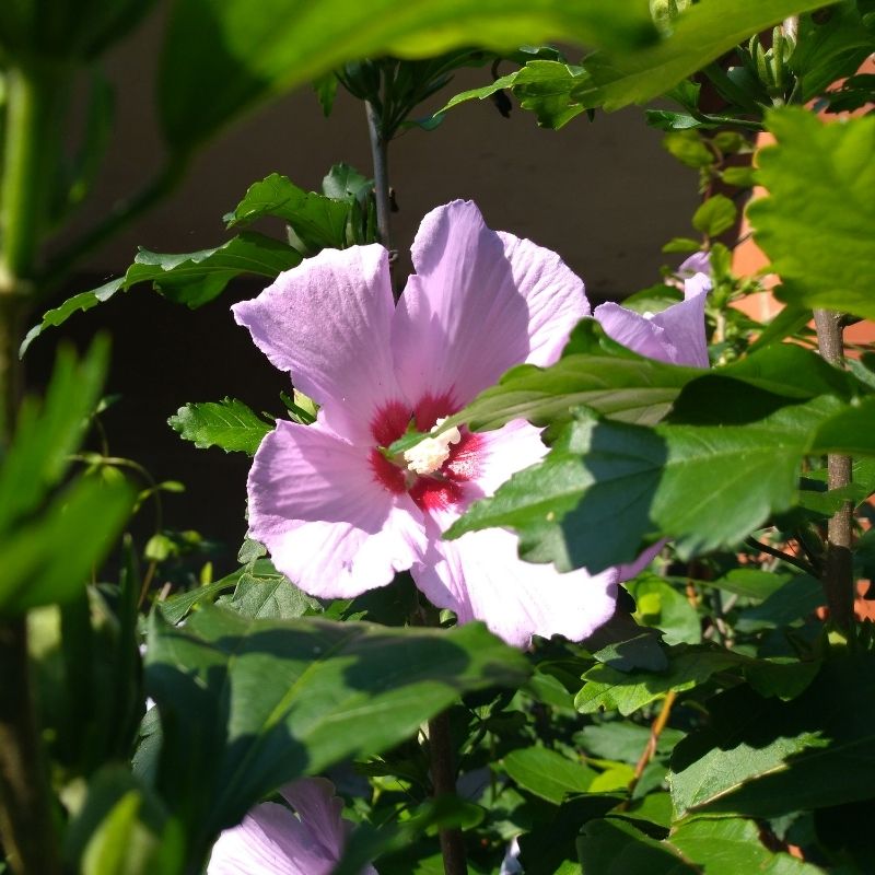 Swamp Rose Mallow Hibiscus grandiflorus