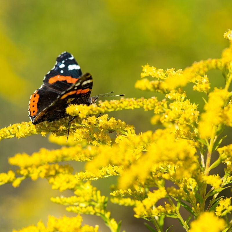 butterfly eating pollen on goldenrod solidago flowers