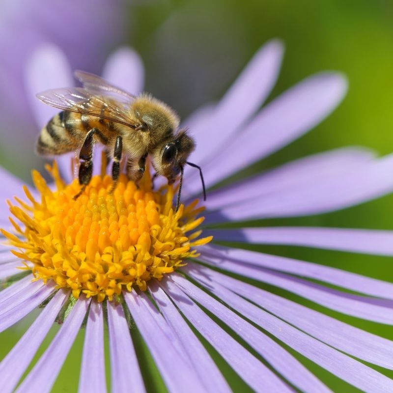 honey bee collecting pollen from a purple aster flower in the fall