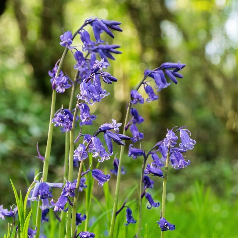 bluebells blooming in early spring in shady meadow