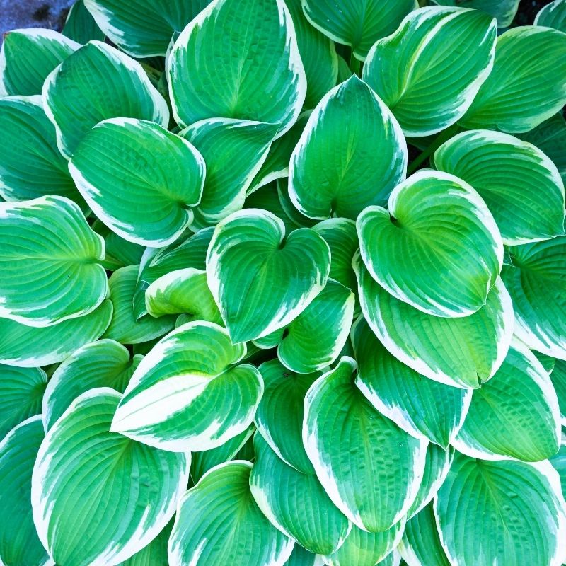 bunch of hosta leaves in a shady area