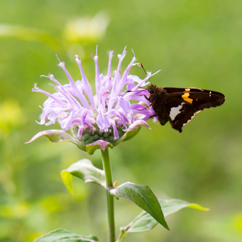 SunPerennials