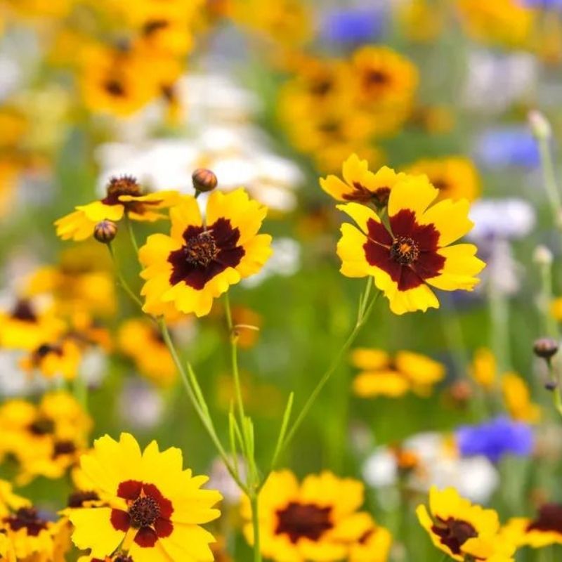 coreopsis tickseed flowers