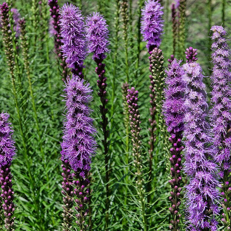 Full Sun Perennials | Patuxent Nursery | Bowie MD