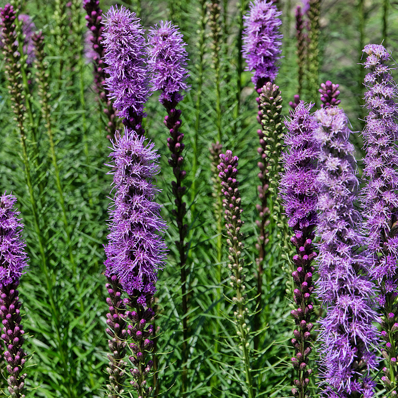 SunPerennials