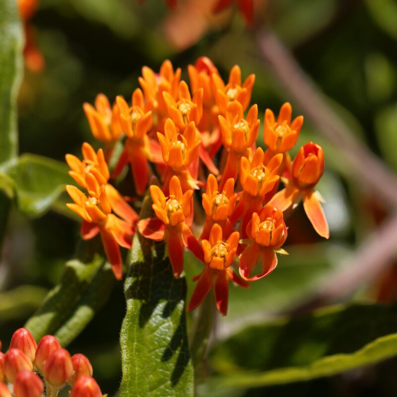 asclepias tuberosa butterfly weed orange flowers