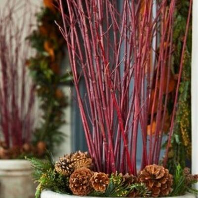 red twig dogwood branches in holiday planters framing entryway