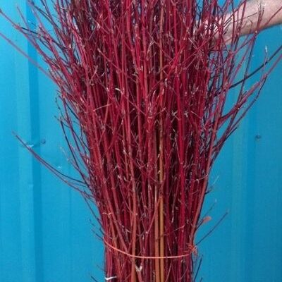 big bundle of red twig dogwood branch bundles