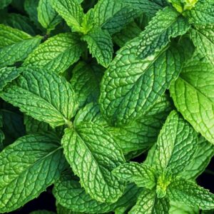 bright green organic mint leaves