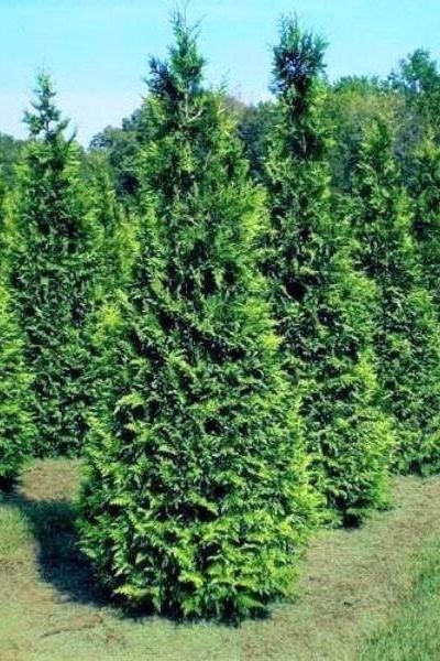 rows of thuja green giant arborvitaes making long hedge