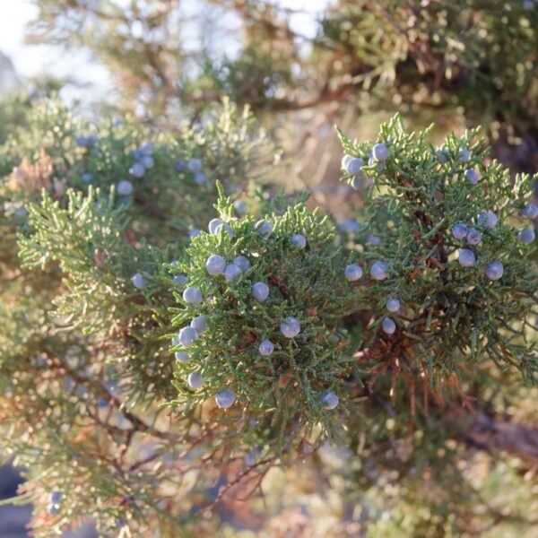 Evergreen Trees Patuxent Nursery Bowie MD
