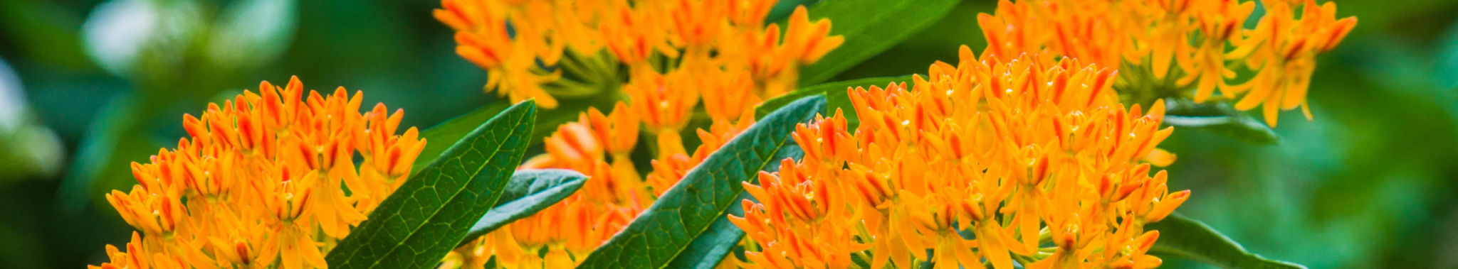 NativePerennials