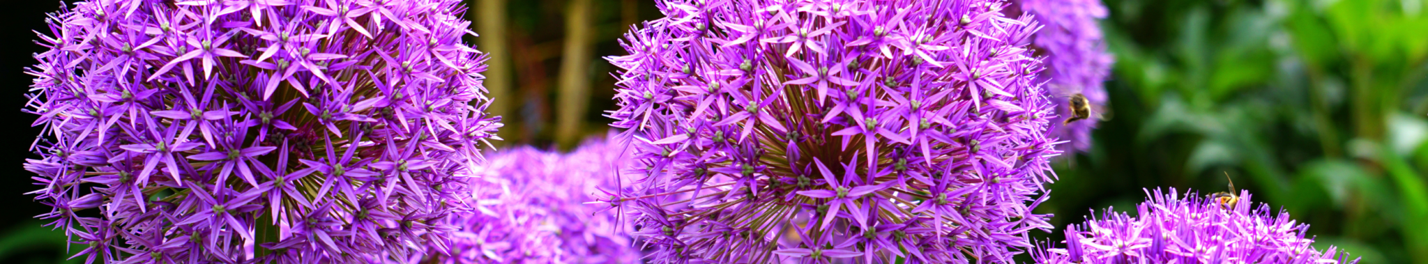 FullSunPerennials