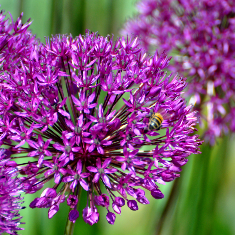 Allium