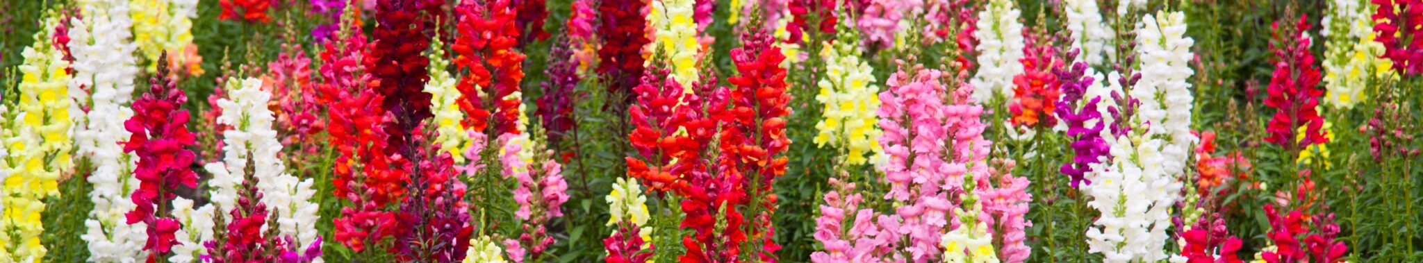 SpringAnnuals
