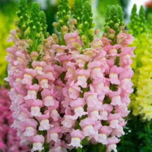 Annuals