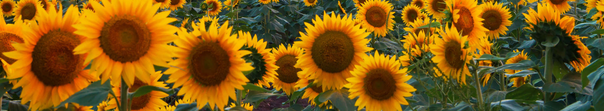 SummerAnnuals