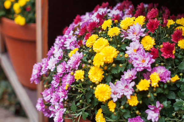 Annuals