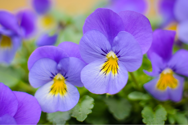 Annuals