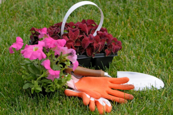 Annuals