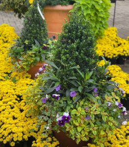 MixedPlanter MixedPlanters