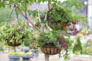 HangingBasket