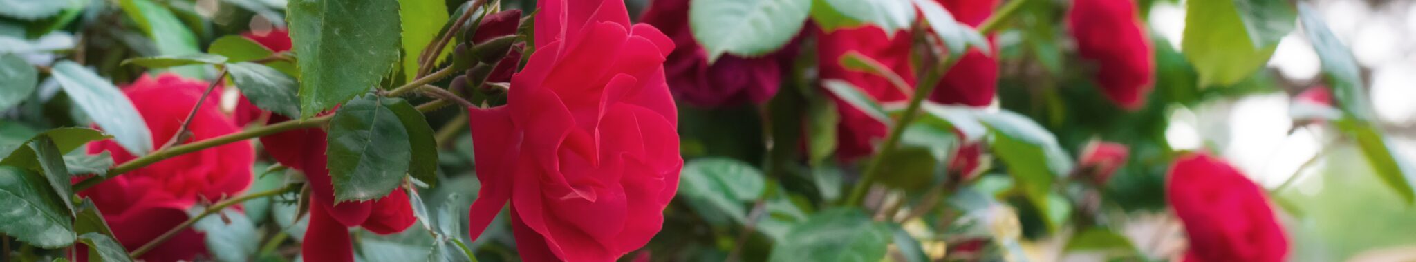 Flowering Shrubs