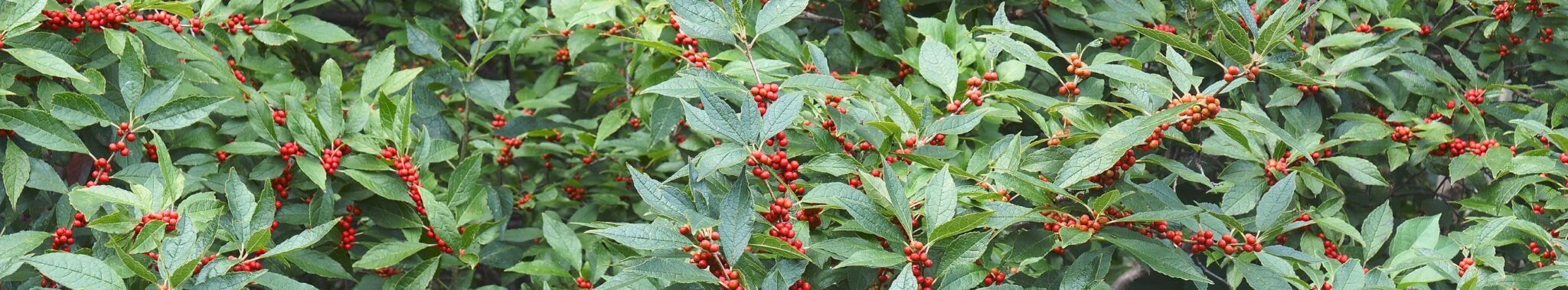 Native Shrubs