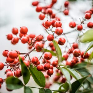 Native shrubs