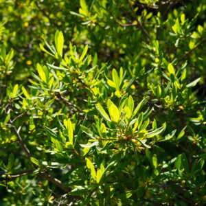 Native Shrubs