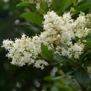 Native Shrubs